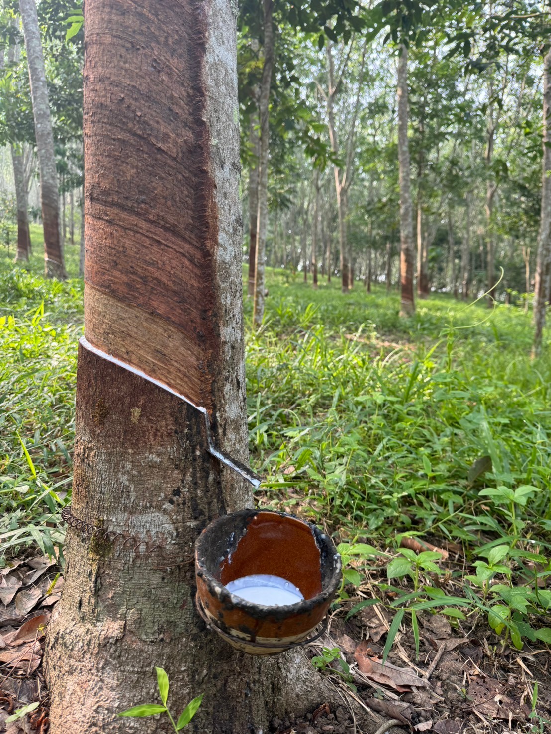 GAP for rubber plantation